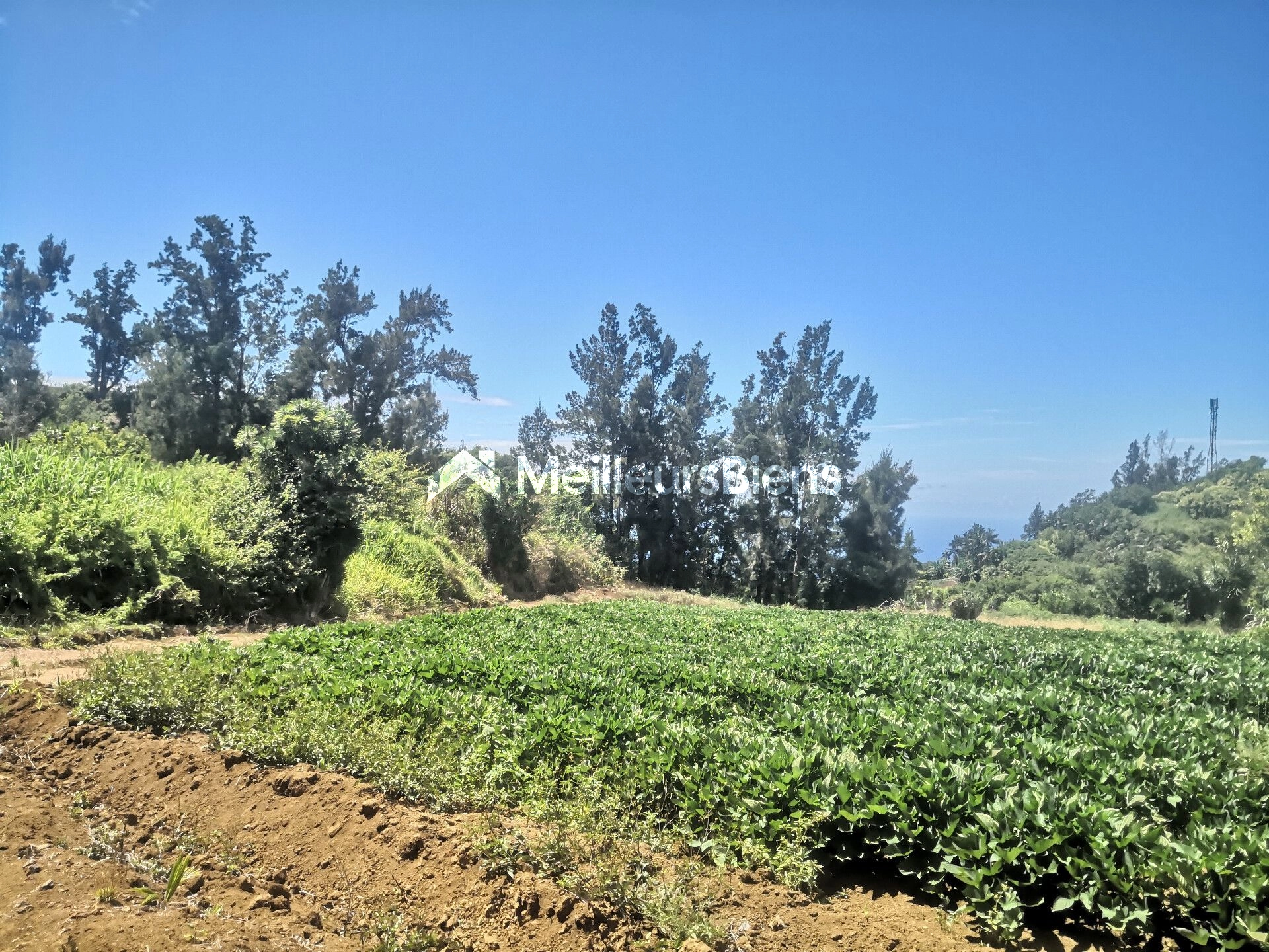 TERRAIN A BATIR PLAT PLAINE DES GREGUES