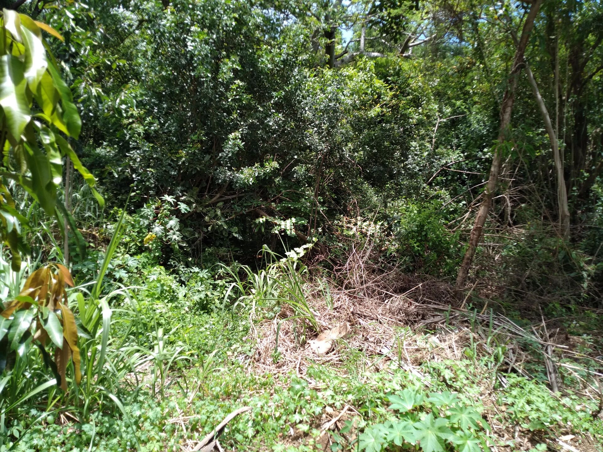 Terrain de 815 m² dont environ 300 m² constructible, Cos 0,60