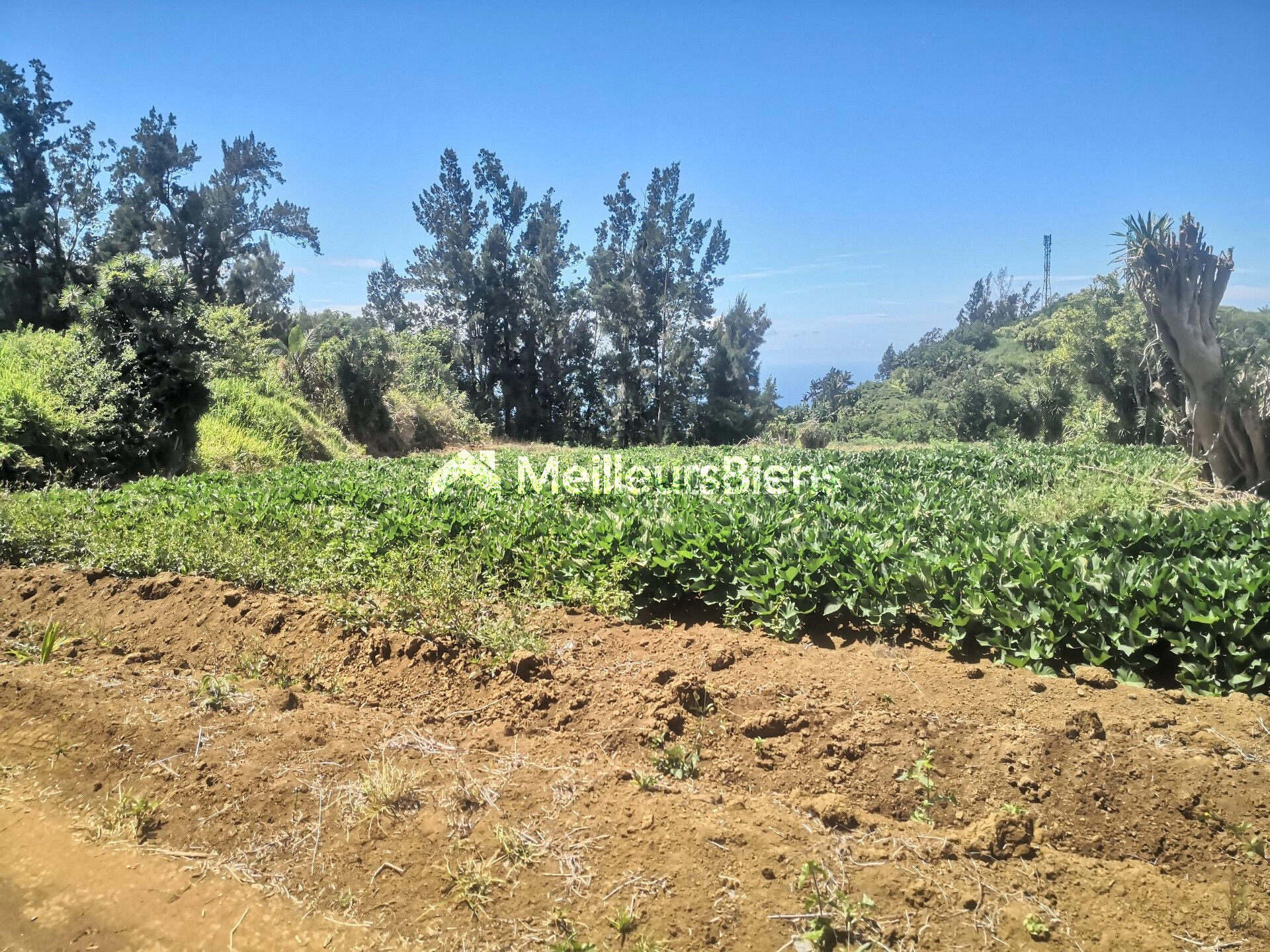 TERRAIN PLAT A BATIR PLAINE DES GREGUES